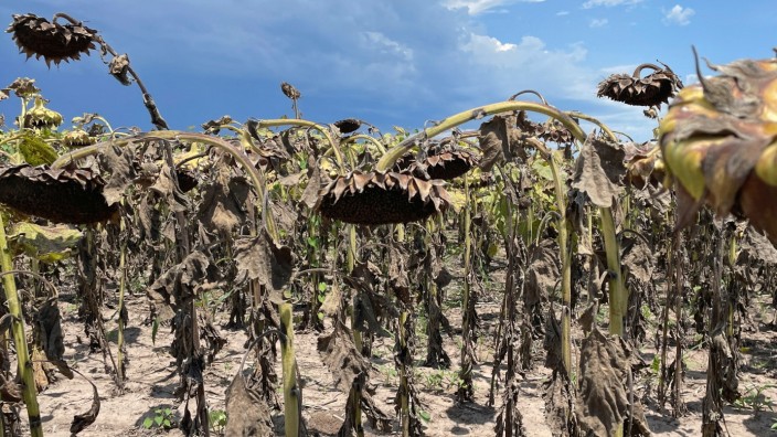 Südamerika: Verdorrte Sonnenblumen in Tostado, Argentinien. Das Land erlebt die schlimmste Dürre seit 60 Jahren.
