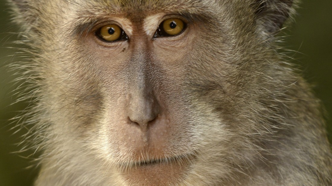 Czy małpy mają poczucie sprawiedliwości?  – wiedza