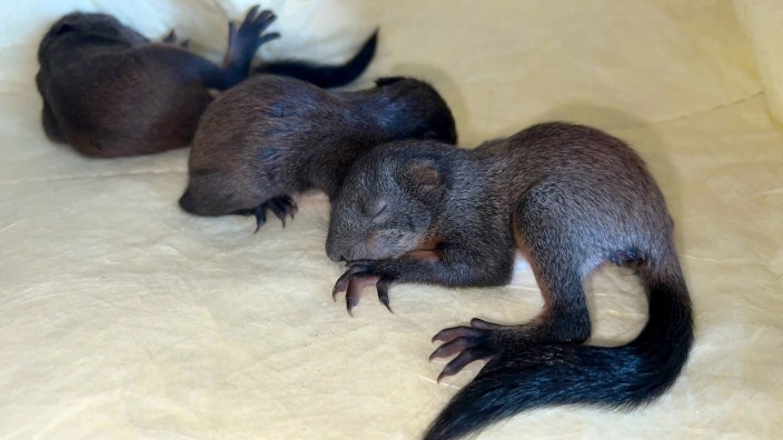 Hilflose Nager: Drei junge Eichhörnchen liegen in einer Tierfangkiste der Münchner Berufsfeuerwehr.