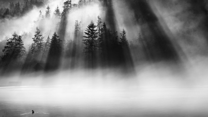 Preisgekrönte Bilder: Nebel zwischen Bäumen und Wasser: Mit einer atmosphärischen Aufnahme hat Helga Orterer den ersten Wettbewerb des Fotoklubs Wolfratshausen in diesem Jahr gewonnen.