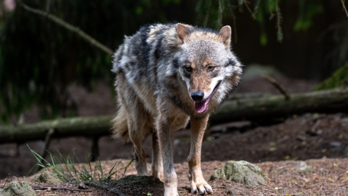 Naturschutz: Ein Wolf im Bayerwald-Tierpark in Lohberg. Seine freilaufenden Artgenossen bereiten den Bauern Sorgen - und damit auch der Staatsregierung.