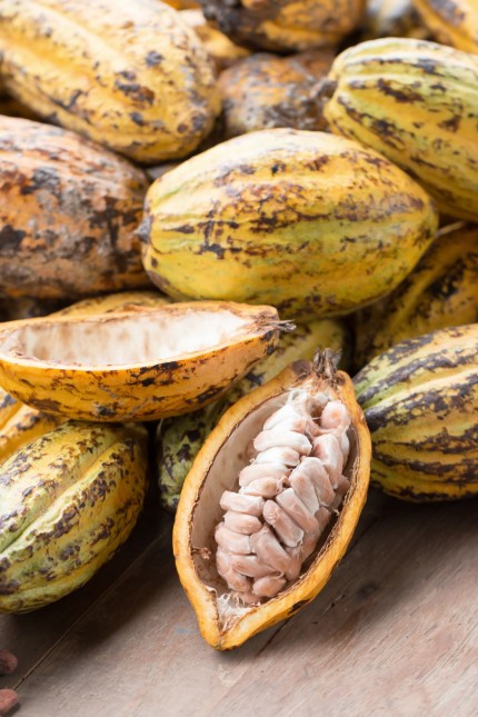Trendkolumne "In aller Munde": Für die Herstellung von Schokolade werden nur die Kakaobohnen verwendet, der Rest der Frucht wird weggeworfen.