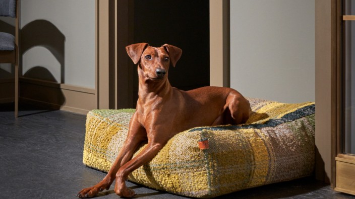 Design für Tiere: Auch wenn es dem Hund womöglich egal ist, ob er auf einem Designerbett liegt - stylish ist es auf jeden Fall.