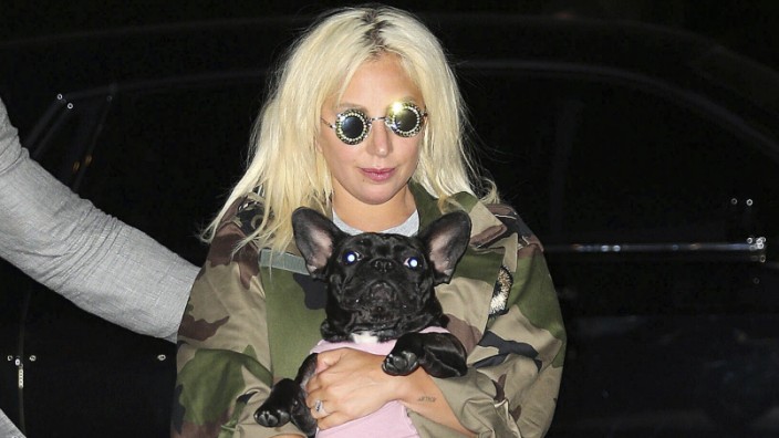 Hunderassen: Die Sängerin Lady Gaga trägt einen ihrer Hunde.