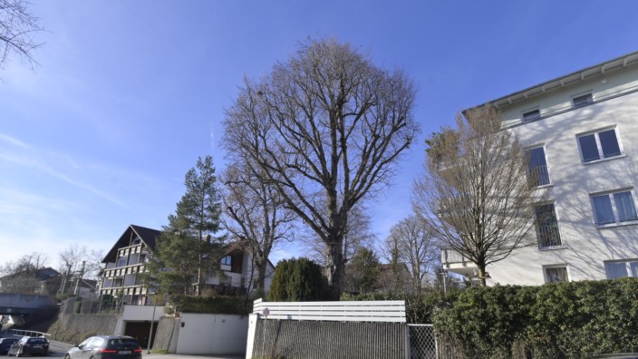 Baumschutz: Ist von einem Pilz befallen: die ortsbildprägende Rotbuche an der Schulstraße in Unterhaching.
