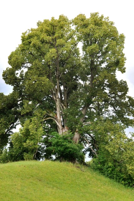 Baumschutz: Steht bereits unter Denkmalschutz: Die Linde von Söcking - ein Wahrzeichen, das schon mehr als 200 Jahre alt ist.