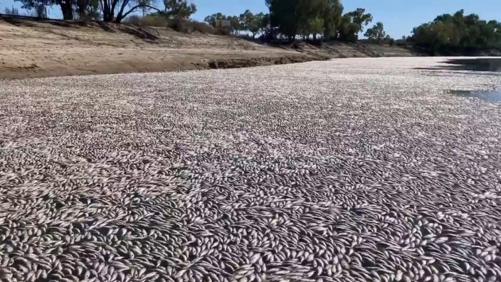 Australien: Ein regelrechter Teppich aus toten Fischen treib im australischen Menindee einen Fluss herunter.