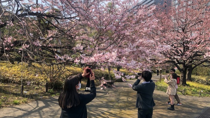 Japan: Die Kirschblüte wird heuer nach pandemiebedingter Pause wieder richtig gefeiert. Die neue Sorte Jindai Akebono, hier vor dem Nationaltheater im Tokioter Bezirk Chiyoda, kommt gut an.