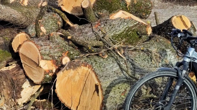 Unterschleißheim: Die Reste des mächtigen Baums.