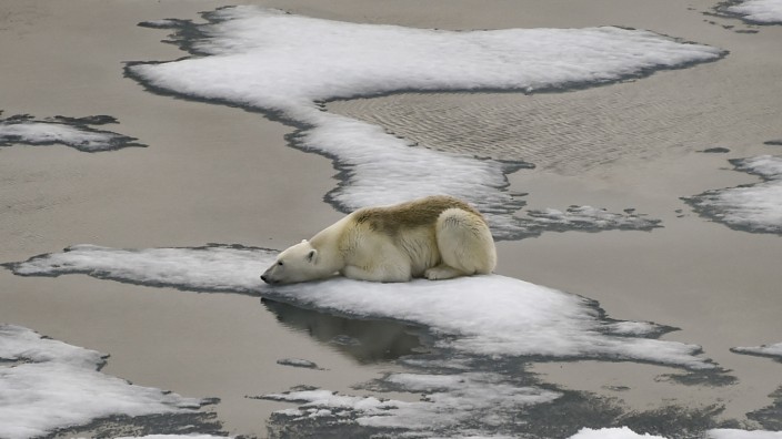 Klimakrise: Jedes Zehntelgrad weniger Erderwärmung zählt. Doch die Situation hat sich zuletzt noch verschlechtert, nicht nur für die Eisbären.