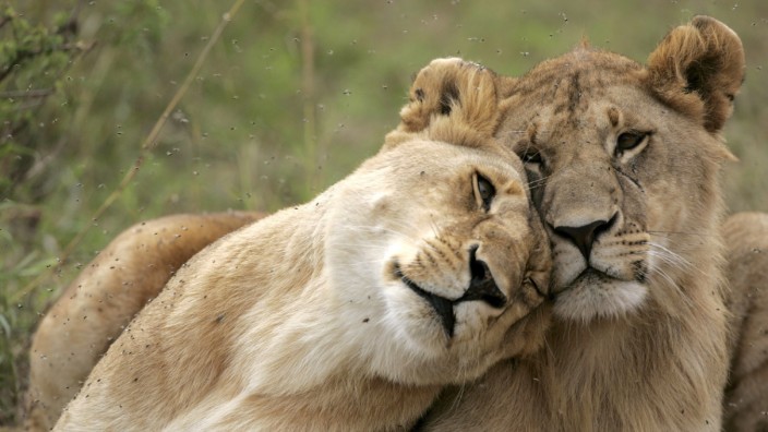 Tierfilme: Satt und glücklich: Zwei junge Löwen im kenianischen Nationalpark Masai Mara.