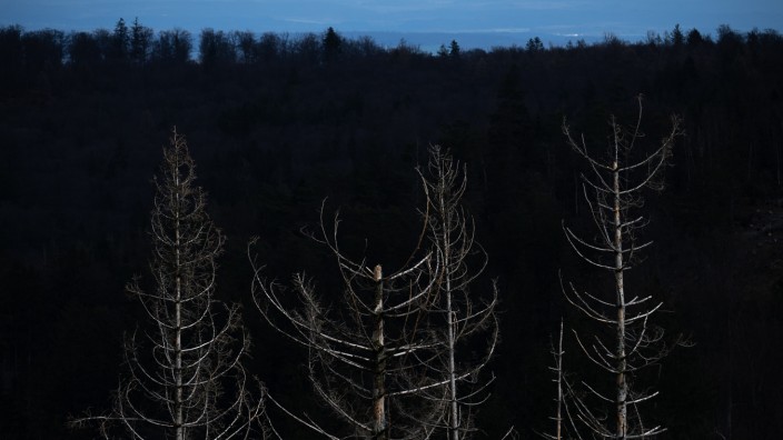 Waldschadensbericht: Fichten im Taunus. 40 Prozent dieser Bäume haben in Deutschland deutlich an Nadeln verloren.
