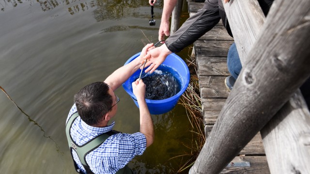Naturschutz: Biodiversitäts-Projekt: Gewässerwart Andreas Erdinger setzt die Nerflinge in die Ostersee-Ach ein. An der Stelle ist das Wasser circa einen Meter tief.
