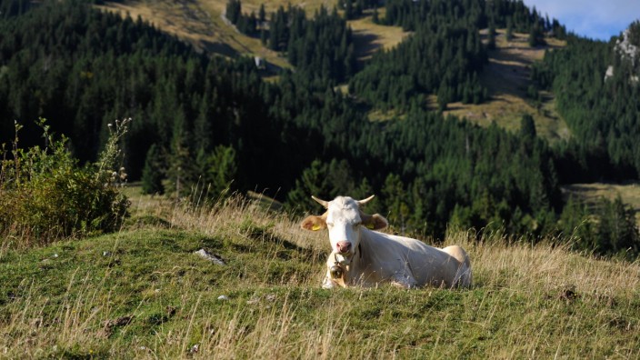 Tierhaltung: In Bayern darf nur jede fünfte Kuh zumindest zeitweise auf die Weide. In anderen Bundesländern ist der Anteil deutlich höher.