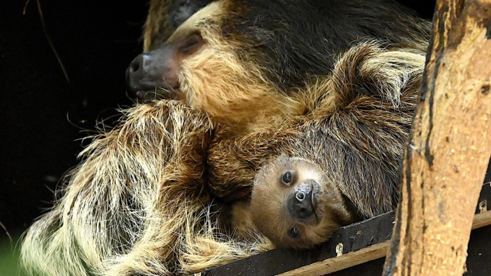 Münchner Zoo: Die Faultier-Mutter "Maya" hat ihr Baby "Wyona" bislang streng abgeschirmt.