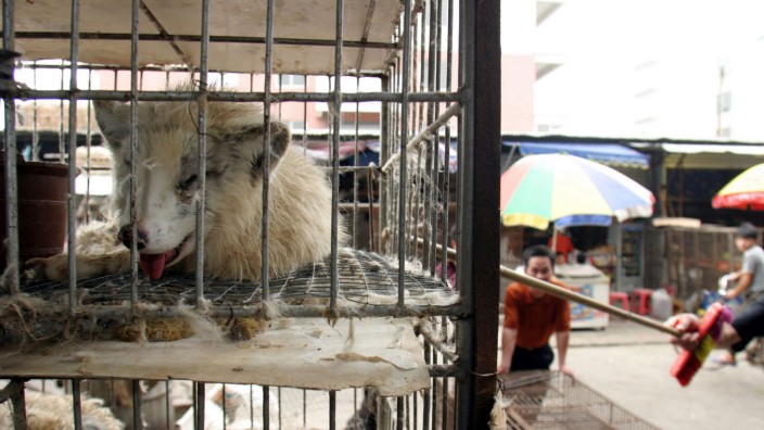 Ursprung von Sars-CoV-2: Marderhunde liegen vor Ausbruch der Pandemie in Käfigen auf einem Markt in Guangzhou.
