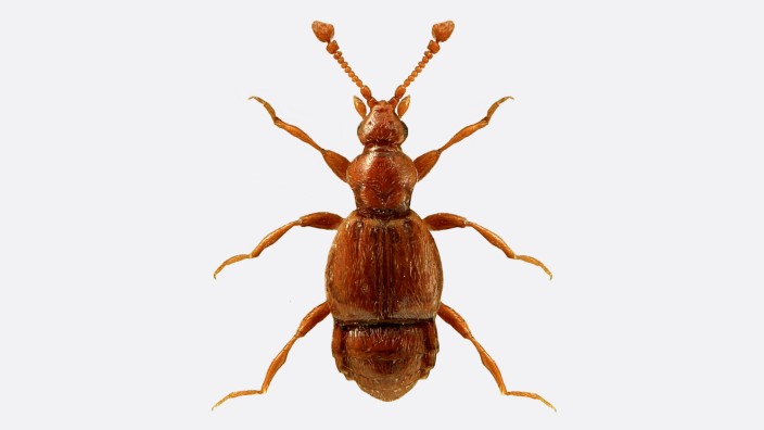 Vom Aussterben bedroht: Der Palpenkäfer Saulcyella schmidtii ähnelt einer gelbbraunen Ameise und ist gerade einmal einen Millimeter groß.