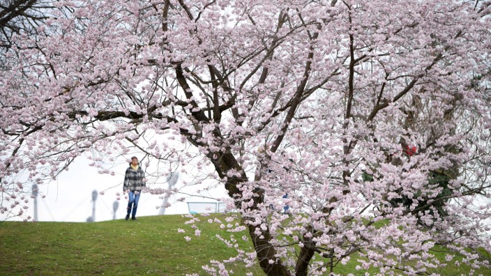 Kirschblüte: Im Olympiapark blühen die Kirschbäume.