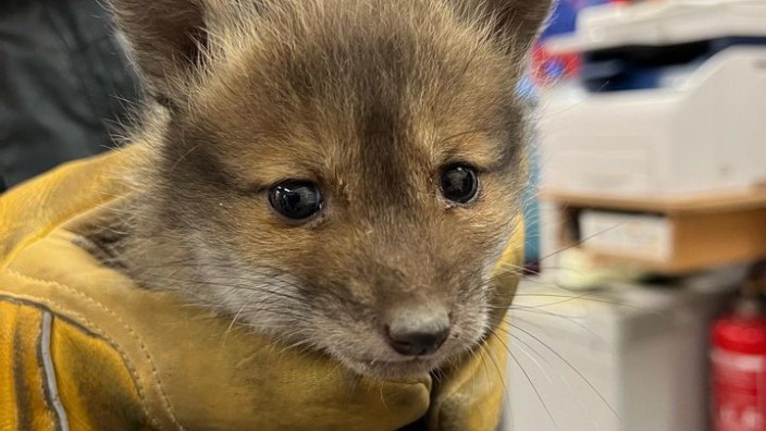 Tierrettung: Der kleine Fuchs war völlig verängstigt, als die Feuerwehr ihn aus dem Kellerschacht rettete.