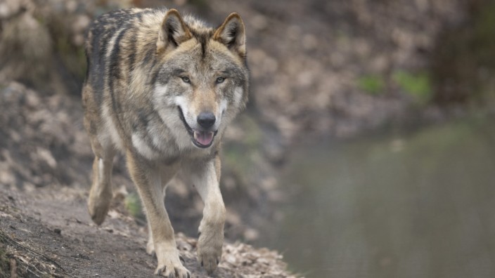 Artenvielfalt: Im Landkreis Garmisch-Partenkirchen hat sich ein Wolfspärchen niedergelassen. Das Bayerische Landesamt für Umwelt hat bestätigt, dass es ein neues Wolfsterritorium im Oberland gibt.
