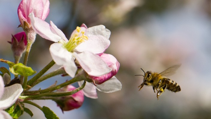 Für Naturschutz und Artenvielfalt: Diese Biene steuert gerade einen Apfelbaum an.