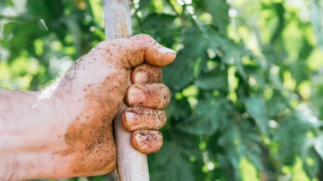 Kratzers Wortschatz: "Du hast doch Arbeiterpratzen": Auch beim Gärtnern können zupackende Hände nicht schaden.