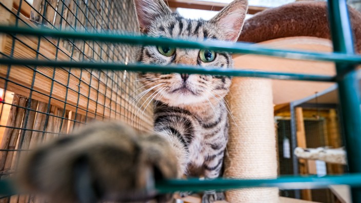 Maisach: Angezählt: Die beiden Container, in denen die Tierfreunde Brucker Land Katzen unterbringen, sind durchgerostet; sie müssen in absehbarer Zeit erneuert werden.