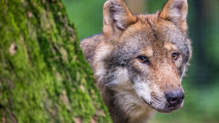 Sorge vor Rissen: Der Wolf wird von Almbauern und Politikern im bayerischen Alpenraum immer mehr als Bedrohung wahrgenommen.