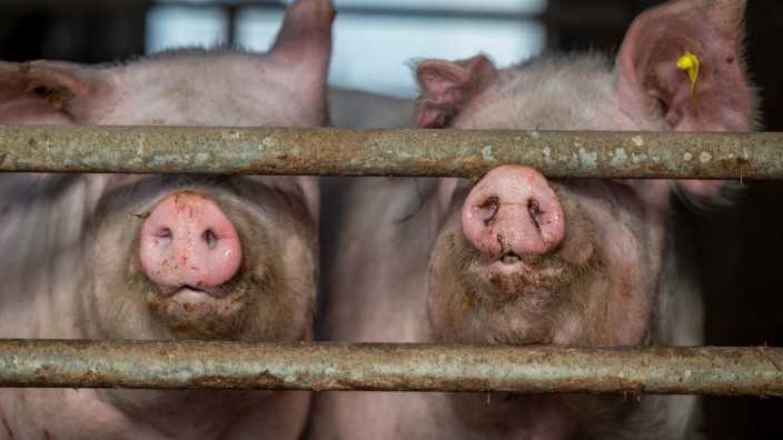 Schweinefleisch: Das neue staatliche Label soll verpflichtend werden für unverarbeitetes Fleisch von Mastschweinen in Deutschland.