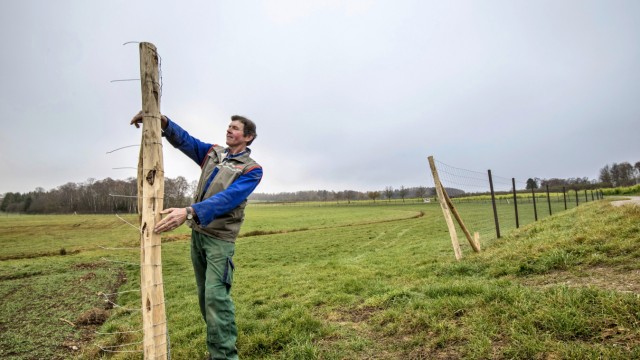Hirsche am Wörthsee: Vor vier Jahren hat Martin Sanktjohanser, hier bei Zaunarbeiten an seinem Rotwildgehege, mit dem Wildfarming begonnen.