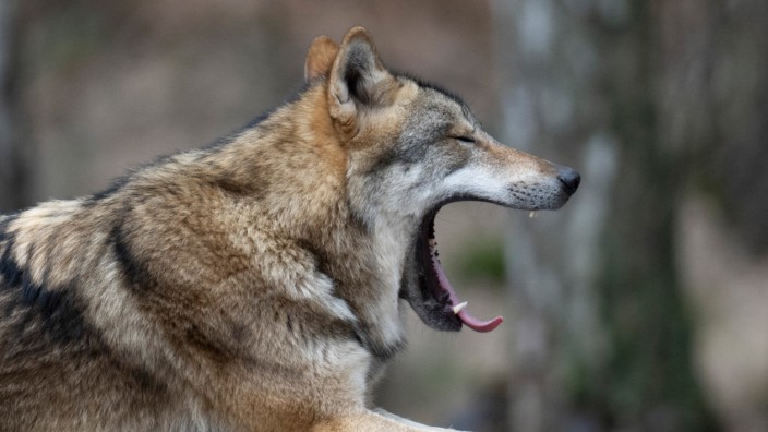 Rückkehr der Beutegreifer: Der Wolf, hier ein Tier im Gehege, genießt in Bayern einen strengen Schutzstatus. Nicht alle sind damit einverstanden.