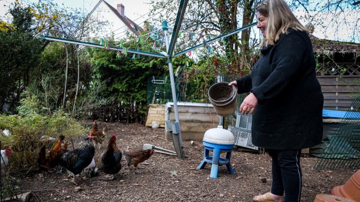 Huhn als Haustier: Eva Schiebel füttert die 15 Hühner in ihrem Garten.