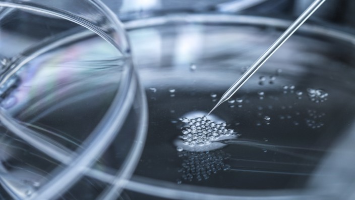 Synthetische Embryonen: Stammzellen werden im Labor behandelt.
