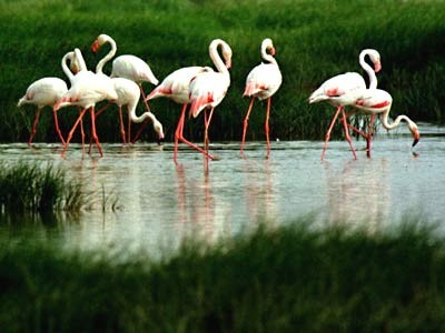 pink flamingos, rtr