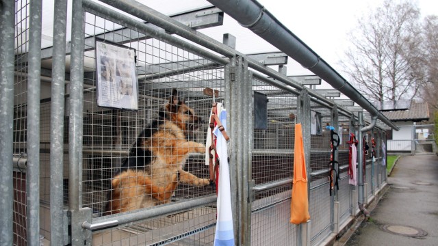 Tierheim in Finanznot: Hundeleben hinter Gittern: Die alten Zwinger des Starnberger Tierheims.
