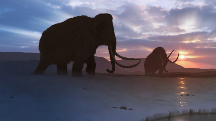 Paläontologie: Wollhaarmammuts gab es selbst während der eisigsten Kaltzeiten auch im Norden Sibiriens.