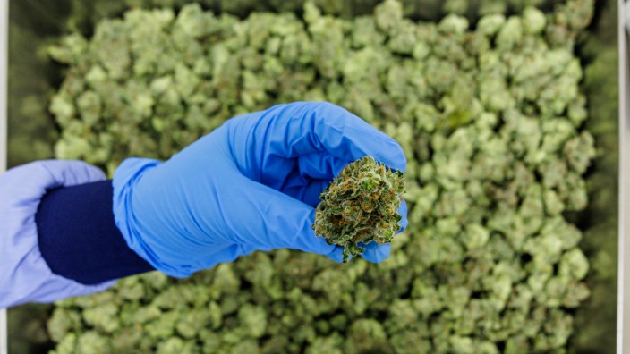 Legalisierung von Cannabis: So sehen sie aus, die verarbeiteten Blüten von Cannabis - hier in der Produktionsstätte des deutschen Pharmaunternehmens Demecan bei Dresden.