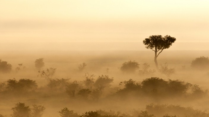 Anthropologie: Was geschah vor Abermillionen Jahren in den Savannen Ostafrikas?