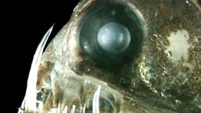 Erde extrem: In der Tiefsee leben äußerst bizarr anmutende Tiere wie dieser Vipernfisch.