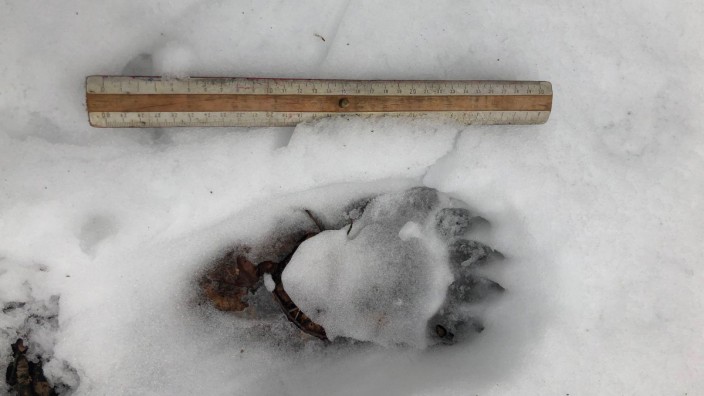Artenschutz: Auch der Tatzenabdruck eines Braunbären im Schnee im oberbayerischen Landkreis Miesbach befeuert zurzeit die Diskussion um die Zuwanderung wilder Tiere.