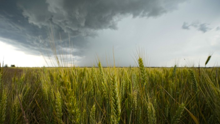 Ukraine: Die zollfreie Einfuhr von Weizen aus der Ukraine hat prompt Landwirte in Polen, Ungarn und der Slowakei in wirtschaftliche Bedrängnis gebracht.