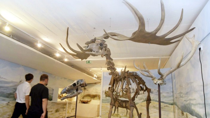 Dino-Ausstellung in Taufkirchen: Das Urzeitmuseum ist sehr beliebt. Hier im Bild ein Original Riesenhirsch-Skelett, 45 000 Jahre alt.