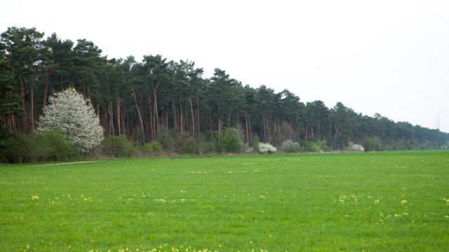 Windenergie: Gilt als Naturerbe und kommt deshalb eigentlich als Standort für Windräder nicht infrage: das Mallertshofer Holz bei Garching.