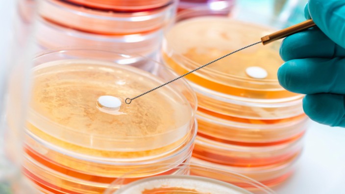 Antibiotika-Resistenzen: Im Labor wird getestet, ob Bakterien resistent sind gegen verschiedene Antibiotika. Dann wächst auf dem bunten Nährboden ein Bakterienfilm - auch dort, wo der Wirkstoff aus der Tablette hingelangt.