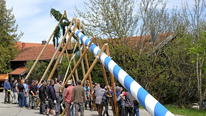 Maifeiern in Bad Tölz-Wolfratshausen: Es gibt verschiedene Wege, einen Maibaum aufzustellen. Traditionell werden sie jedoch mit der Hand und Scherstangen aufgestellt (hier: Irschenhausen 2022).