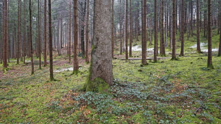 Artenvielfalt im Holz: Diese Alttanne wurde von seinen Besitzern mehr als 100 Jahre bewusst stehengelassen. Es ist die einzige Tanne weit und breit inmitten von Fichten.