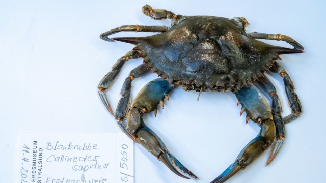 "Sensationsfund": Die Krabbe wurde im April 2023 am Stand des Ostseebades Ahlbeck gefunden.