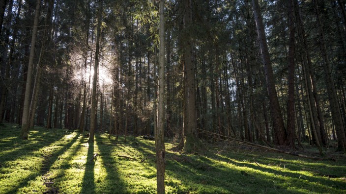 Natur und Umwelt: Ein Wald in Oberfranken: Die Wasserspeicher der Waldböden konnten sich so in der gesamten Durchwurzelungstiefe wieder füllen.