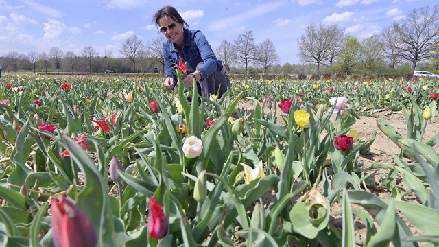 Muttertag: Tulpen zum Selberschneiden gibt es am Kreisel im Gewerbegebiet in Oberhaching.