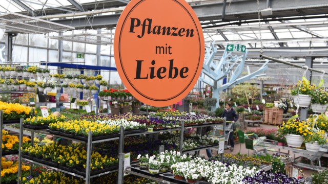 Muttertag: Pflanzenliebe: Beet- und Balkonpflanzen bei "Pflanzen Kölle" in München.